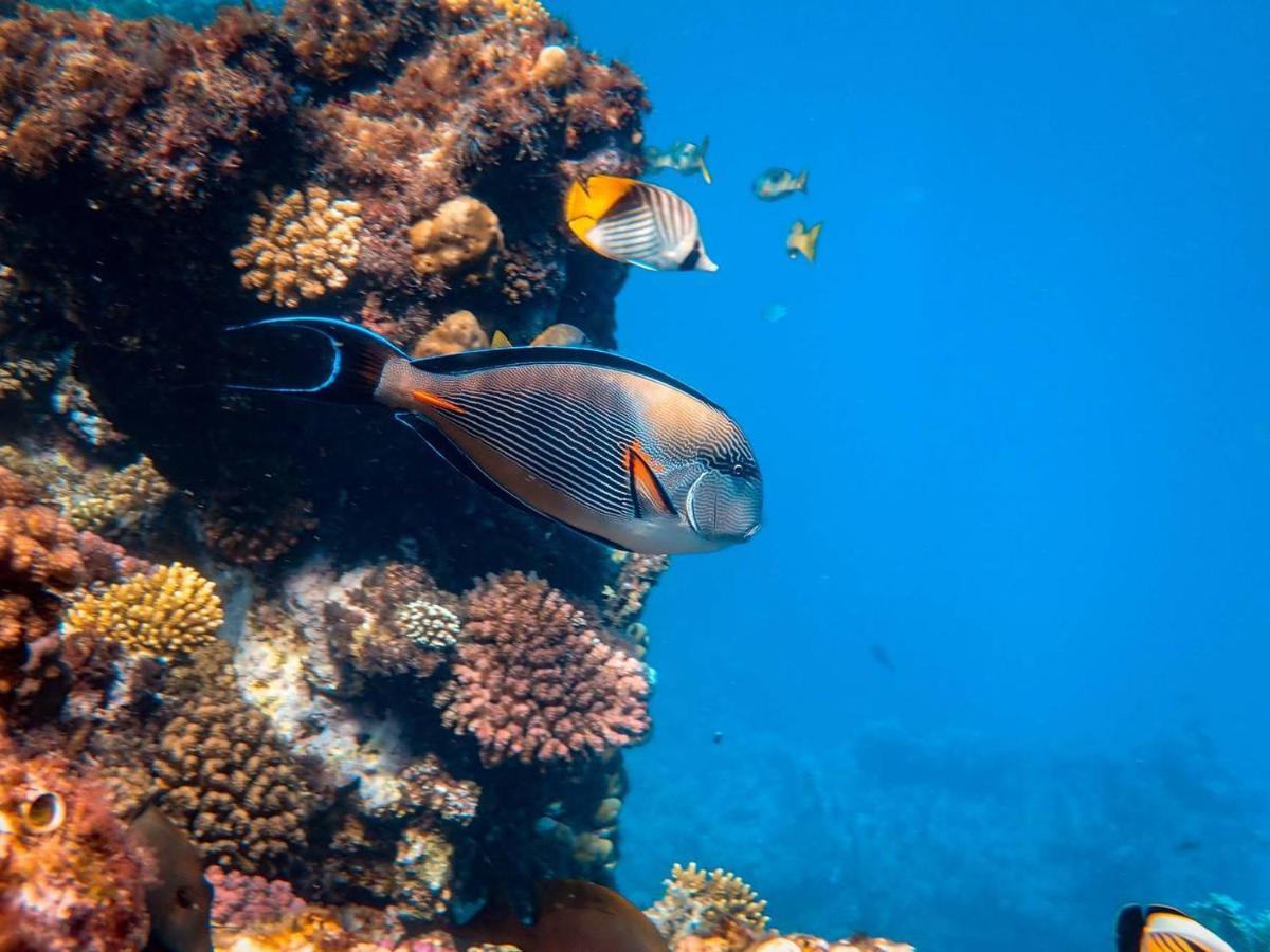 Manta Dhangethi Ngoại thất bức ảnh