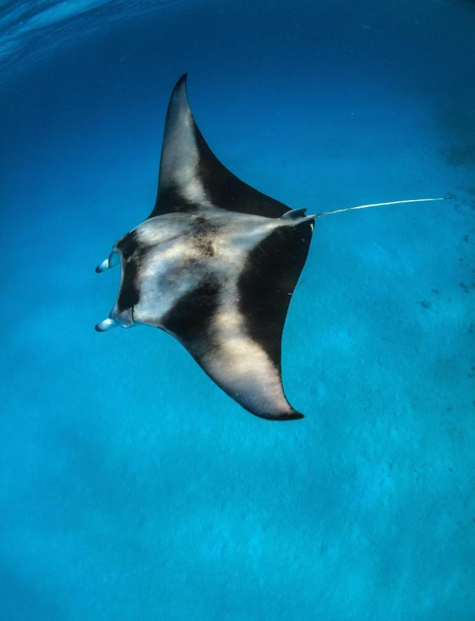 Manta Dhangethi Ngoại thất bức ảnh