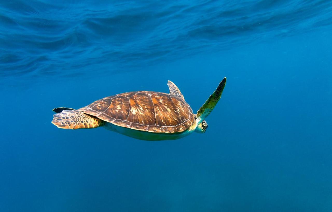 Manta Dhangethi Ngoại thất bức ảnh